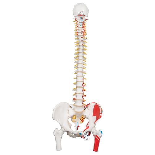 Columna flexible -versión clásica pintada con cabezas de fémur y demonstración de músculos, 1000123 [A58/3], Modelos de Columna vertebral