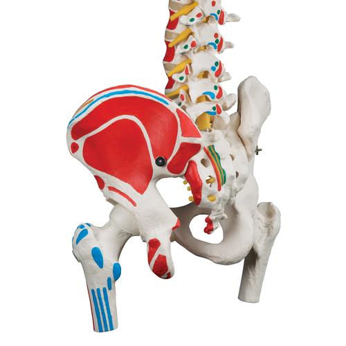 Columna flexible -versión clásica pintada con cabezas de fémur y demonstración de músculos, 1000123 [A58/3], Modelos de Columna vertebral