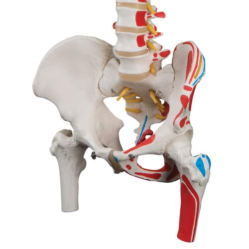 근육부분 채색, 대퇴골 포함 기본형 척추모형 Classic Flexible Spine Model with Femur Heads and Painted Muscles, 1000123 [A58/3], 인체 척추 모형