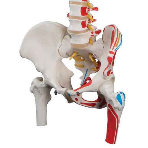 Classic Human Flexible Spine Model with Femur Heads & Painted Muscles, 1000123 [A58/3], Human Spine Models