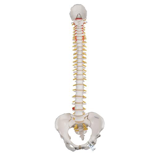 Classic Flexible Human Spine Model with Female Pelvis, 1000124 [A58/4], Human Spine Models