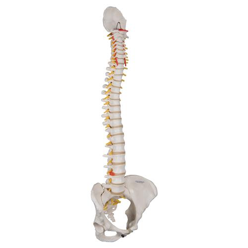 여성 골반이 있는 척추모형 Classic Flexible Human Spine Model with Female Pelvis, 1000124 [A58/4], 인체 척추 모형