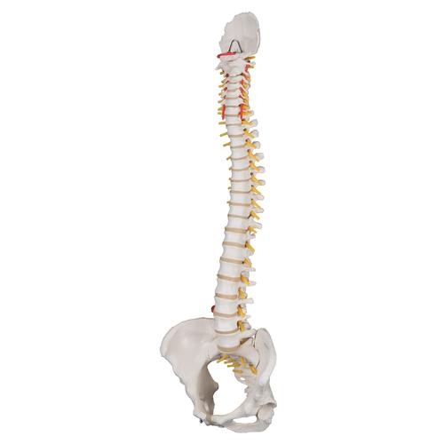 Classic Flexible Human Spine Model with Female Pelvis, 1000124 [A58/4], Human Spine Models