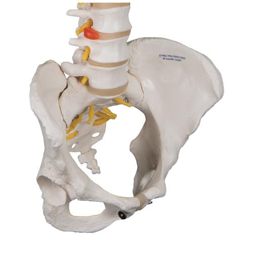 Classic Flexible Human Spine Model with Female Pelvis, 1000124 [A58/4], Human Spine Models