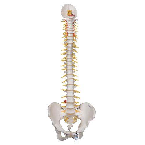 Deluxe Flexible Human Spine Model with Sacral Opening, 1000125 [A58/5], Human Spine Models