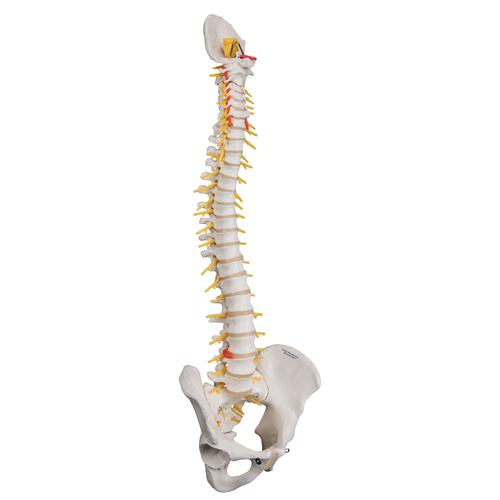 Deluxe Flexible Human Spine Model with Sacral Opening, 1000125 [A58/5], Human Spine Models