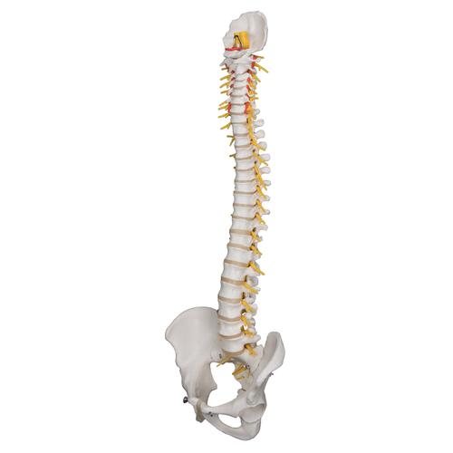 Deluxe Flexible Human Spine Model with Sacral Opening, 1000125 [A58/5], Human Spine Models