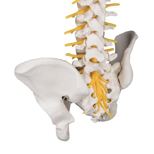 Columna flexible – versión de lujo, 1000125 [A58/5], Modelos de Columna vertebral