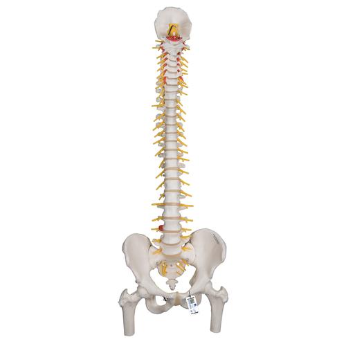 Deluxe Flexible Human Spine Model with Femur Heads & Sacral Opening, 1000126 [A58/6], Human Spine Models