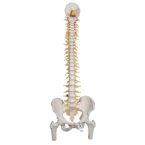 Модель гибкого позвоночника с головками бедренных костей класса «люкс» - 3B Smart Anatomy, 1000126 [A58/6], Модели позвоночника человека