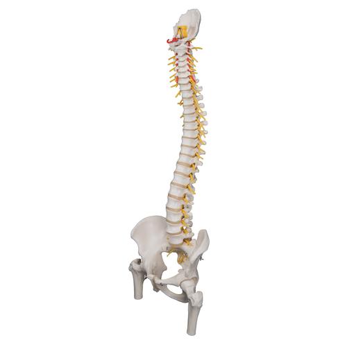 Deluxe Flexible Human Spine Model with Femur Heads & Sacral Opening, 1000126 [A58/6], Human Spine Models