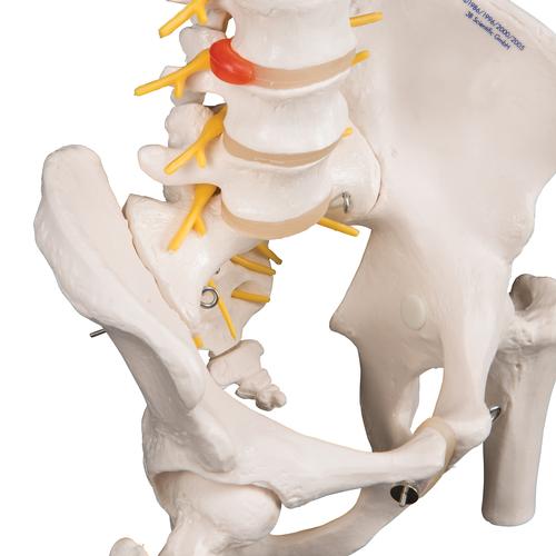 Deluxe Flexible Human Spine Model with Femur Heads & Sacral Opening, 1000126 [A58/6], Human Spine Models