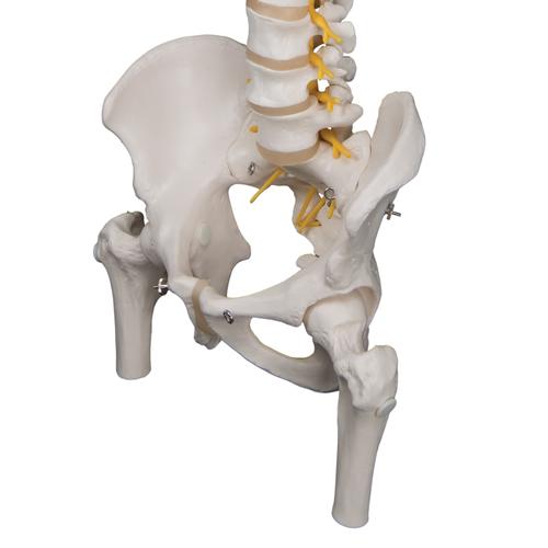 Deluxe Flexible Human Spine Model with Femur Heads & Sacral Opening, 1000126 [A58/6], Human Spine Models