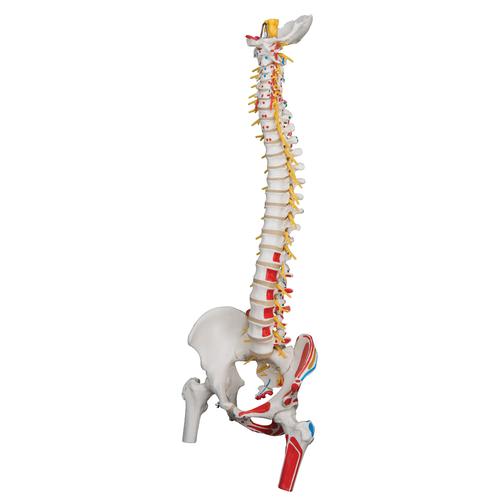 Deluxe Flexible Spine Model with Femur Heads, Painted Muscles & Sacral Opening, 1000127 [A58/7], Human Spine Models