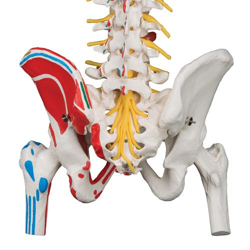 Colonna vertebrale flessibile, modello di lusso, con tronchi del femore e illustrazione dei muscoli, 1000127 [A58/7], Modelli di Colonna Vertebrale