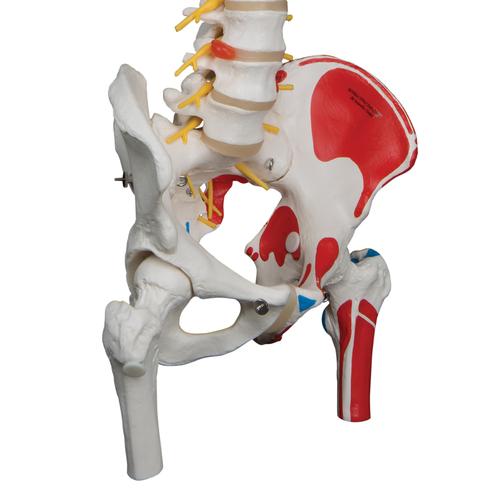 Colonna vertebrale flessibile, modello di lusso, con tronchi del femore e illustrazione dei muscoli, 1000127 [A58/7], Modelli di Colonna Vertebrale