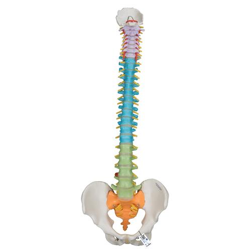 Didactic Flexible Human Spine Model, 1000128 [A58/8], Human Spine Models