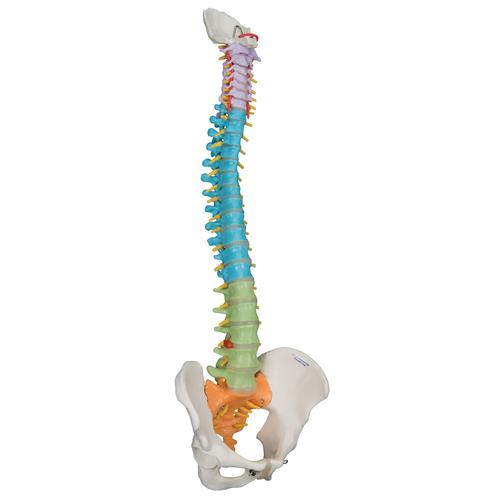 교육용 유연한 척추 모형 Didactic Flexible Human Spine Model, 1000128 [A58/8], 인체 척추 모형