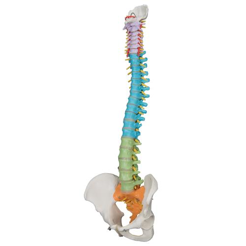 교육용 유연한 척추 모형 Didactic Flexible Human Spine Model, 1000128 [A58/8], 인체 척추 모형