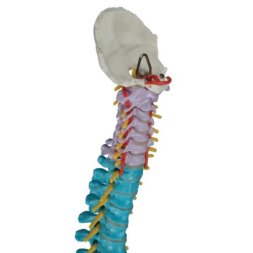 교육용 유연한 척추 모형 Didactic Flexible Human Spine Model, 1000128 [A58/8], 인체 척추 모형