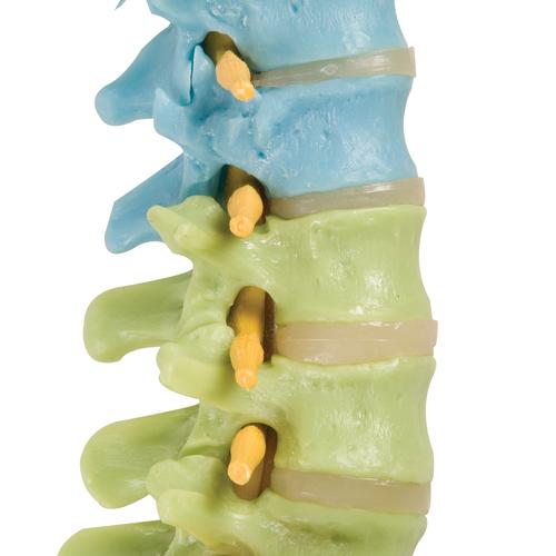 Didactic Flexible Human Spine Model, 1000128 [A58/8], Human Spine Models