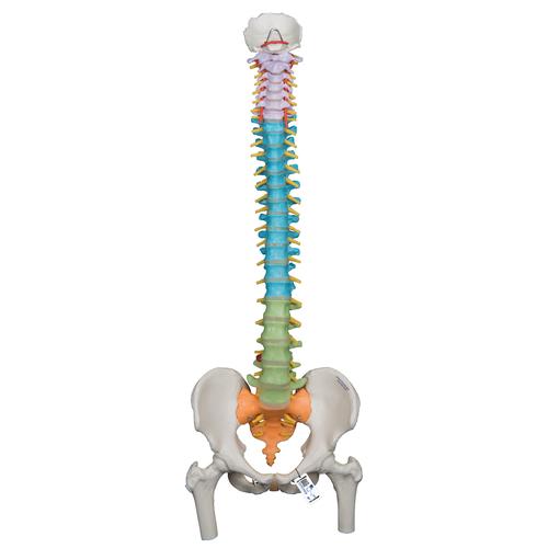 Colonna vertebrale flessibile didattica con tronchi del femore, 1000129 [A58/9], Modelli di Colonna Vertebrale