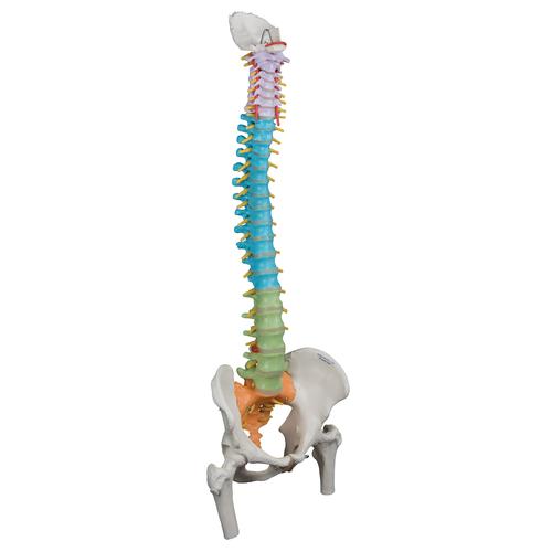 Didactic Flexible Human Spine Model with Femur Heads, 1000129 [A58/9], Human Spine Models