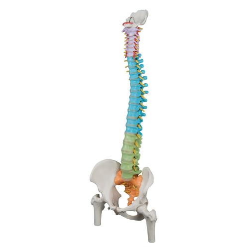 Columna didáctica flexible con cabezas de fémur, 1000129 [A58/9], Modelos de Columna vertebral