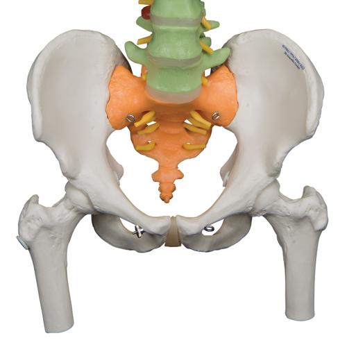 Didactic Flexible Human Spine Model with Femur Heads, 1000129 [A58/9], Human Spine Models