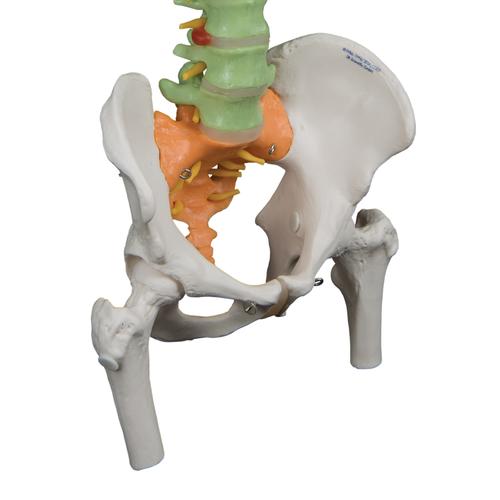 Didactic Flexible Human Spine Model with Femur Heads, 1000129 [A58/9], Human Spine Models