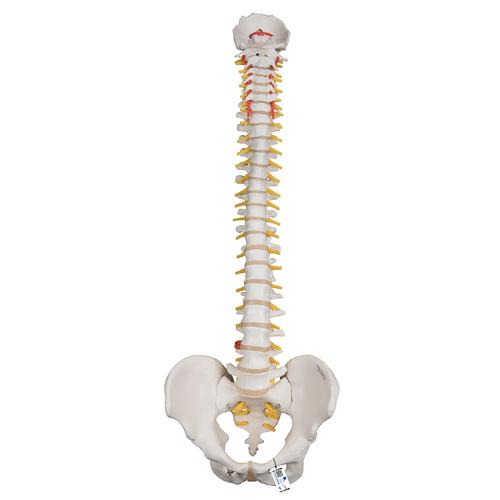 Highly Flexible Human Spine Model, Mounted on a Flexible Core, 1000130 [A59/1], Human Spine Models