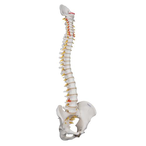 Highly Flexible Human Spine Model, Mounted on a Flexible Core, 1000130 [A59/1], Human Spine Models