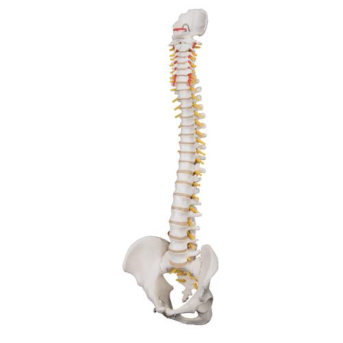 Highly Flexible Human Spine Model, Mounted on a Flexible Core, 1000130 [A59/1], Human Spine Models