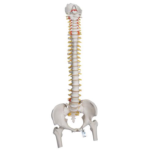 대퇴골두가 있는 매우 유연한 척추 모형 Highly Flexible Spine Model with Femur Heads, 1000131 [A59/2], 인체 척추 모형