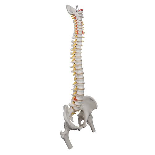 Highly Flexible Human Spine Model, Mounted on a Flexible Core, with Femur Heads, 1000131 [A59/2], Human Spine Models