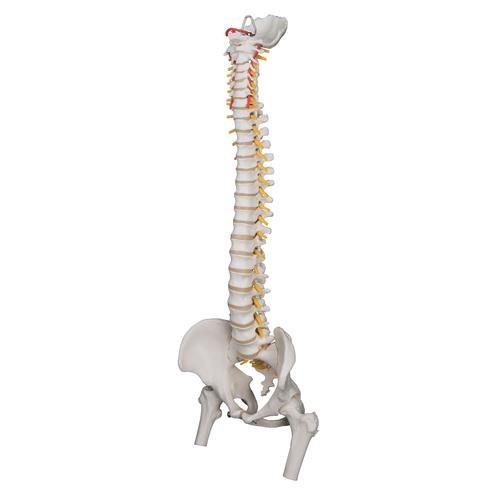 Highly Flexible Human Spine Model, Mounted on a Flexible Core, with Femur Heads, 1000131 [A59/2], Human Spine Models