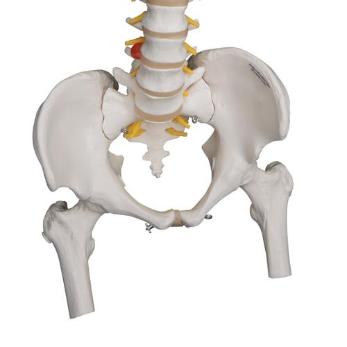 Highly Flexible Human Spine Model, Mounted on a Flexible Core, with Femur Heads, 1000131 [A59/2], Human Spine Models