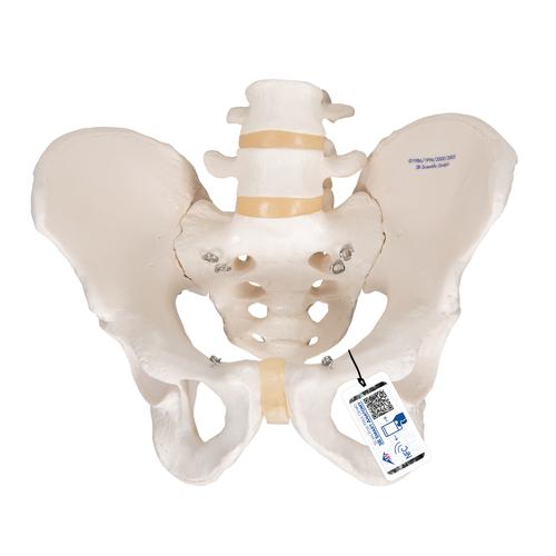 Erkek Pelvis Modeli, 1000133 [A60], Cinsel Organ ve Kalça Modelleri