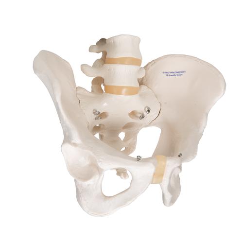 Human Male Pelvis Skeleton Model, 1000133 [A60], Genital and Pelvis Models