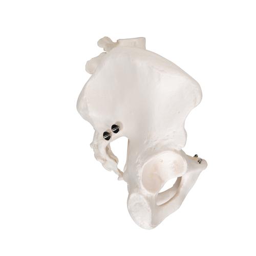 Esqueleto de la pelvis, masculino, 1000133 [A60], Modelos de Pelvis y Genitales