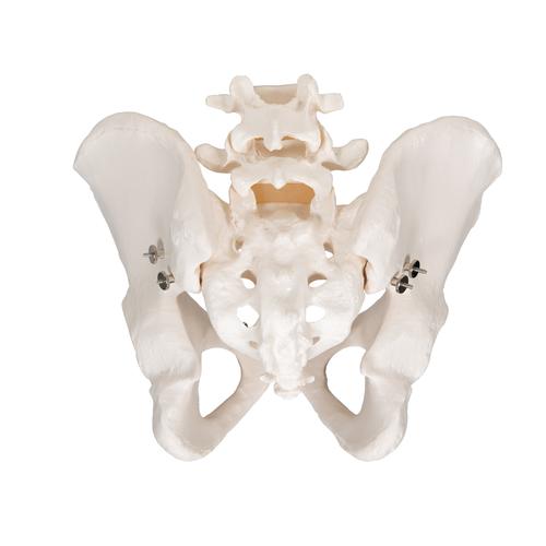 Human Male Pelvis Skeleton Model, 1000133 [A60], Genital and Pelvis Models