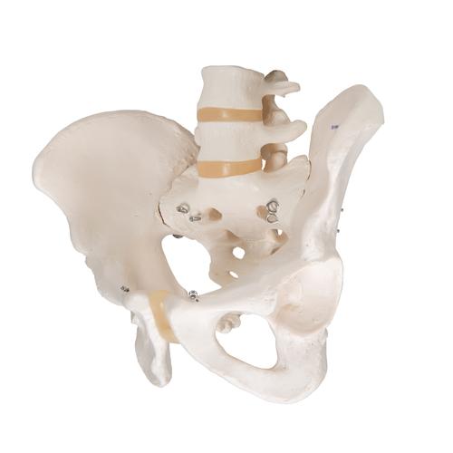 Human Male Pelvis Skeleton Model, 1000133 [A60], Genital and Pelvis Models