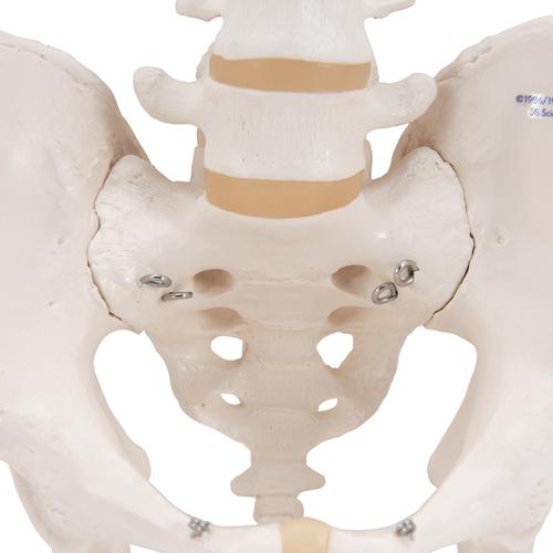 Human Male Pelvis Skeleton Model, 1000133 [A60], Genital and Pelvis Models