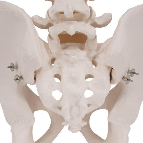 Human Male Pelvis Skeleton Model, 1000133 [A60], Genital and Pelvis Models