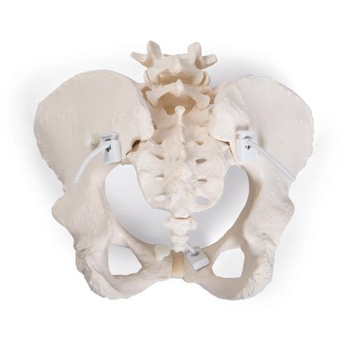 유연한 여성 골반 모형 Flexible Human Female Pelvis Model, Flexibly Mounted, 1019864 [A61/1], 생식기 및 골반 모델