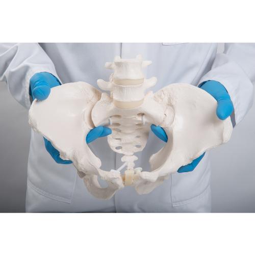 Flexible Human Female Pelvis Model, Flexibly Mounted, 1019864 [A61/1], Genital and Pelvis Models