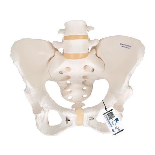 Human Female Pelvic Skeleton Model, 1000134 [A61], Genital and Pelvis Models