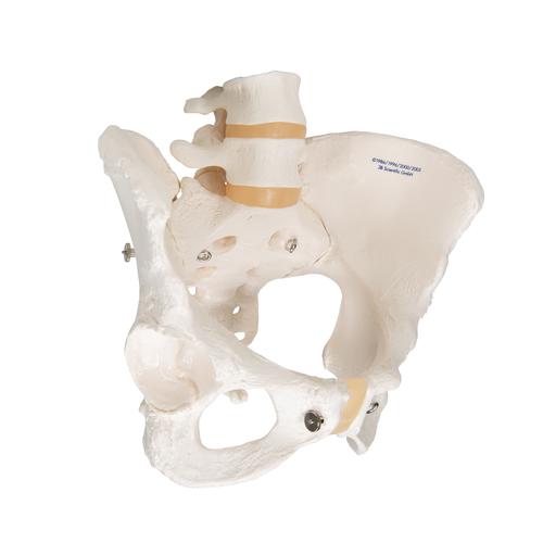 Human Female Pelvic Skeleton Model, 1000134 [A61], Genital and Pelvis Models