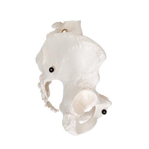 Human Female Pelvic Skeleton Model, 1000134 [A61], Genital and Pelvis Models