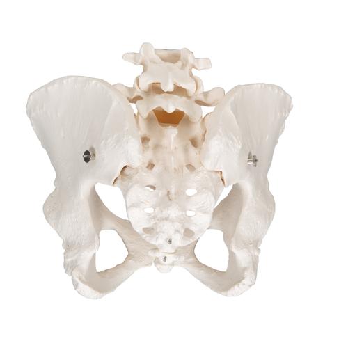 Esqueleto de la Pelvis, femenino, 1000134 [A61], Modelos de Pelvis y Genitales